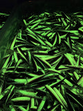 A.M. Fishing Lures