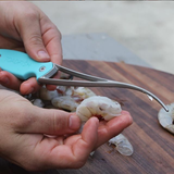 Toadfish Shrimp Cleaner